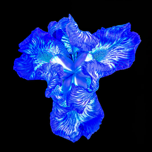 Iris du Cœur Lumineux