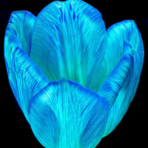Main image Calice de lumière