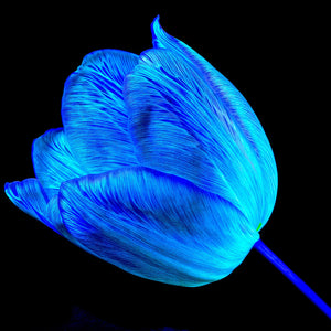 Main image À l’abri de ta lumière