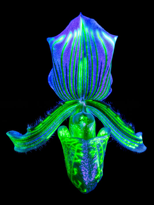 L’Éclat Secret du Désir