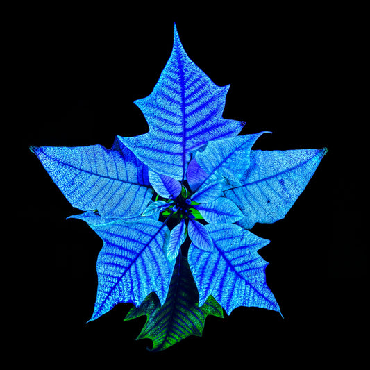 La Fleur Cosmique Qui Murmure Ton Nom