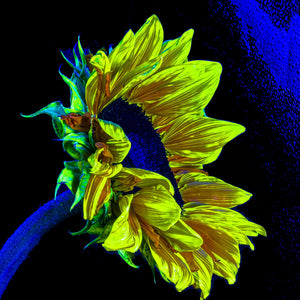 Main image L’or perdu dans le bleu du silence