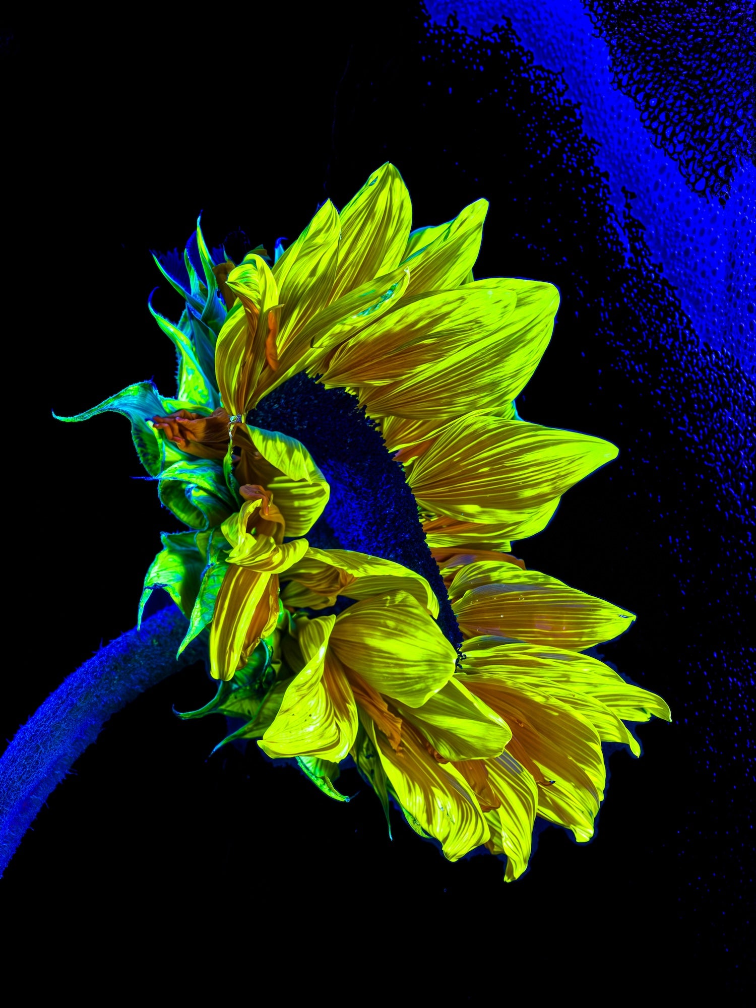 L’or perdu dans le bleu du silence