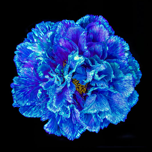 Le Cœur Bleu qui S’ouvre à la Nuit