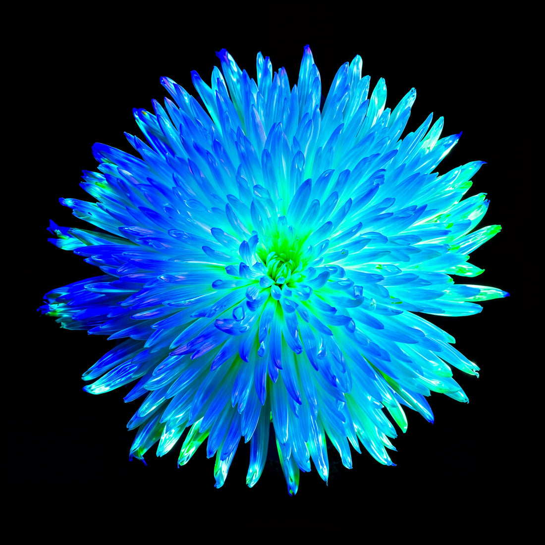 Main image L’Astre Bleu