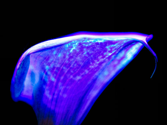 Une vague pourpre au bord du silence