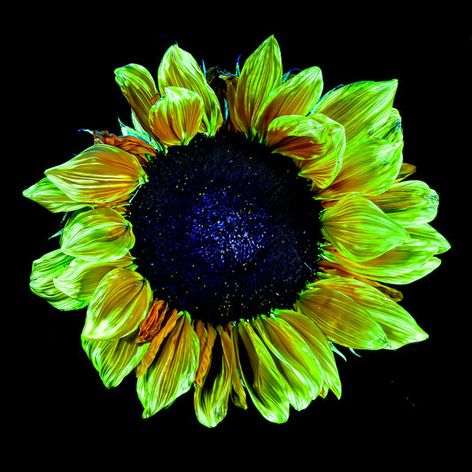 Couronne de lumière