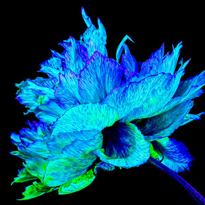 Main image L’Éclat Bleu de la Pivoine Astrale