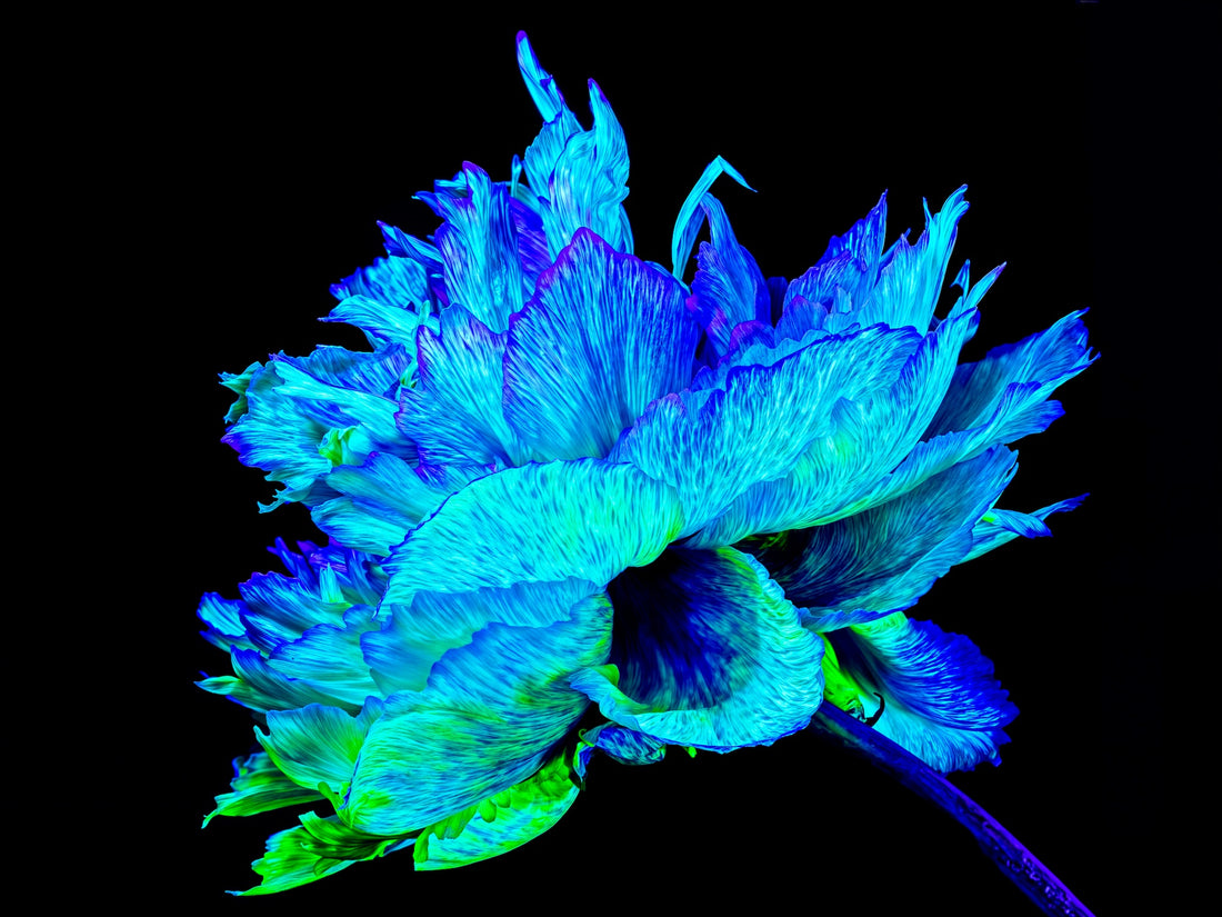 Main image L’Éclat Bleu de la Pivoine Astrale