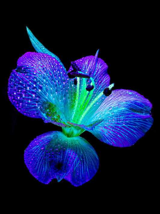 L’éclat des ailes dans la rosée