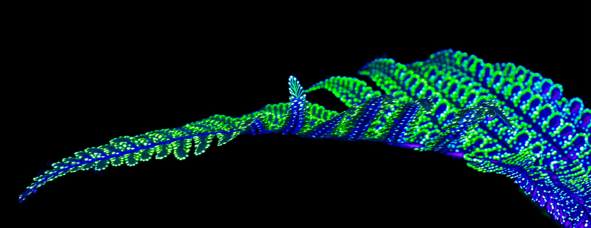 La Ligne des Origines