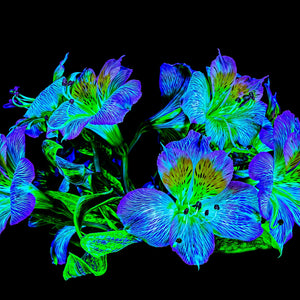 Main image Constellation Florale