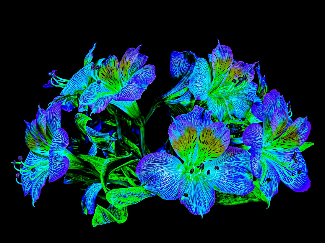 Main image Constellation Florale