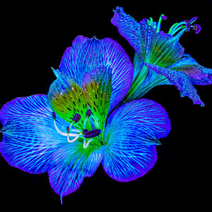 Main image Alstroemeria des Lueurs Cachées