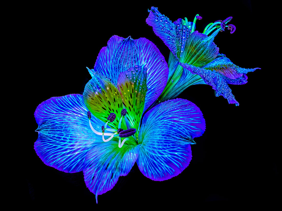 Main image Alstroemeria des Lueurs Cachées