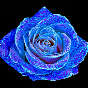 Main image La Rose aux mille constellations