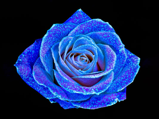 La Rose aux mille constellations