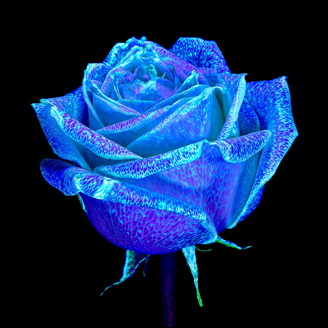 Main image La Rose qui Rêvait le Ciel