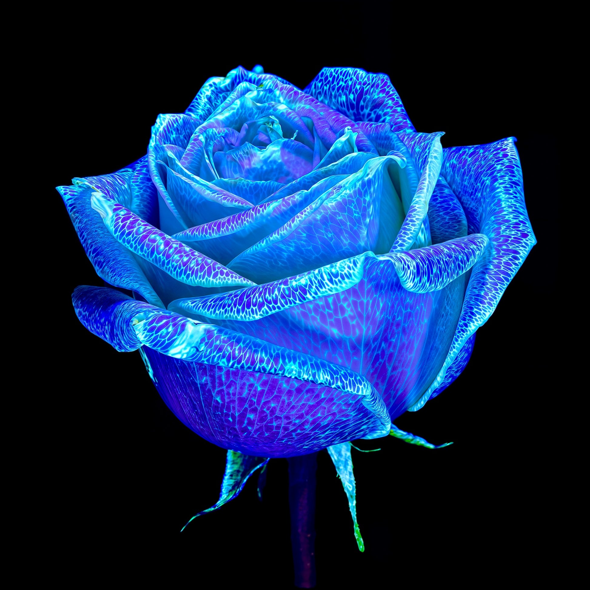 The Rose Who Dreamed of Heaven