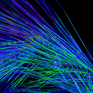 Main image Danse des Épis Électriques