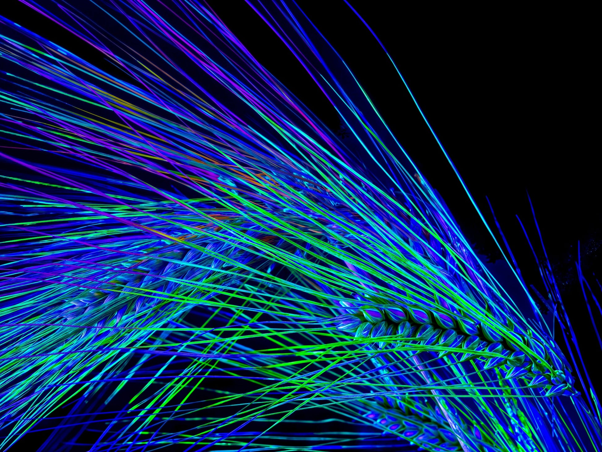 Danse des Épis Électriques