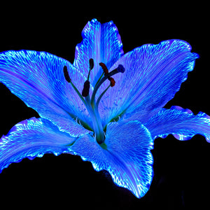 Main image Le Lys Astral