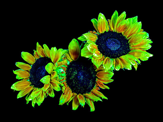 Les gardiens du jour endormi