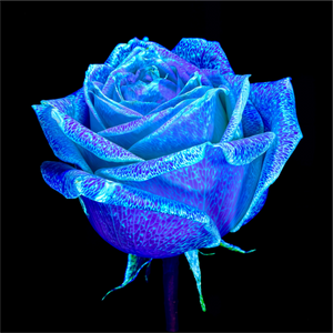 Main image La Rose qui Rêvait le Ciel