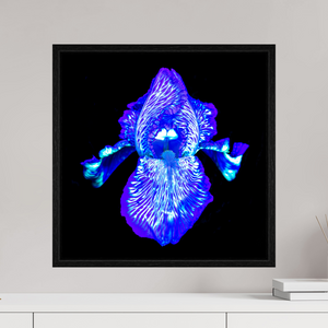 50 x 50 cm, Caisse américaine Noire Iris des Profondeurs Lumineuses