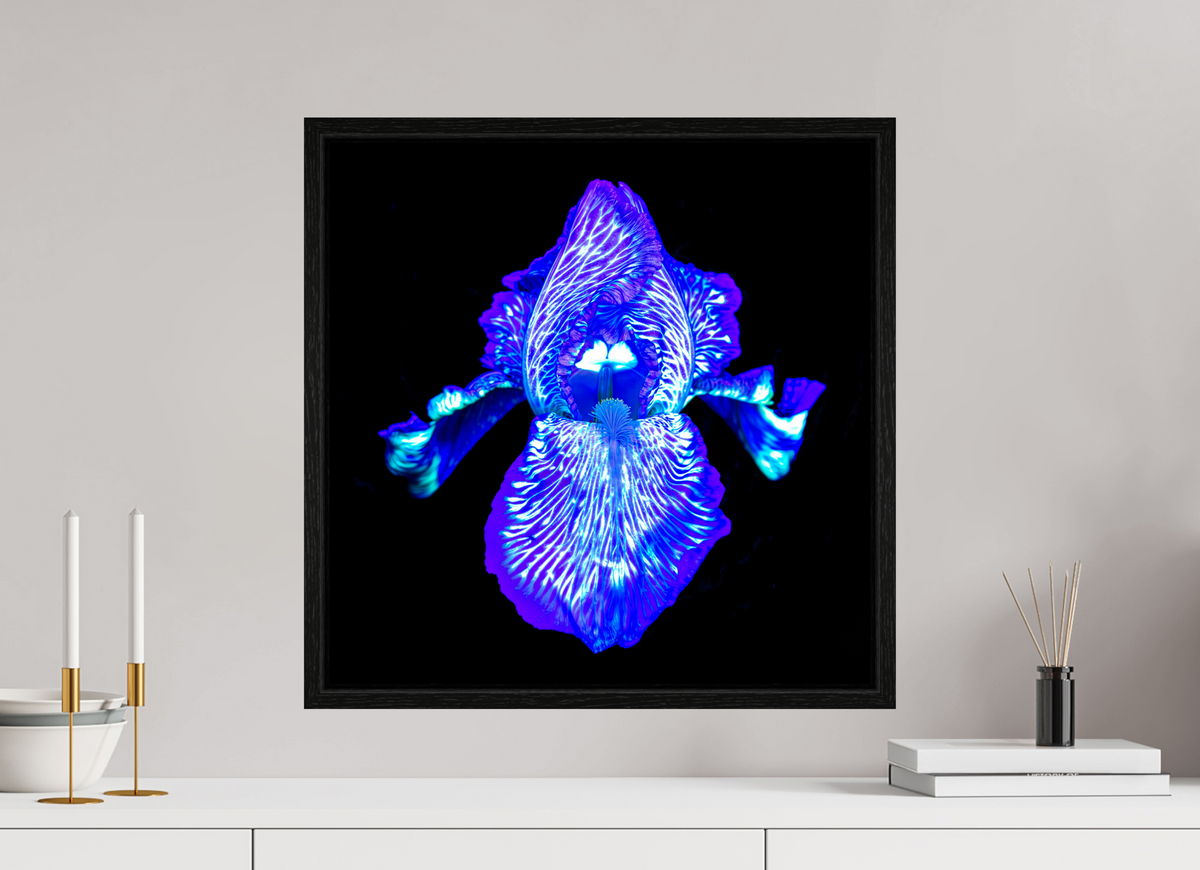 50 x 50 cm, Caisse américaine Noire Iris des Profondeurs Lumineuses