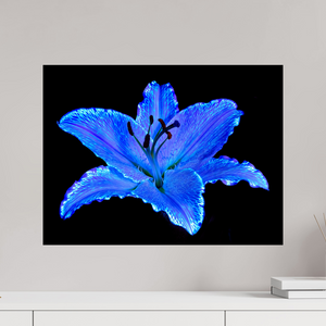 60 x 45 cm, Tirage photo contrecollé sur Dibond Le Lys Astral