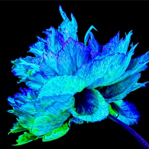 Main image L’Éclat Bleu de la Pivoine Astrale