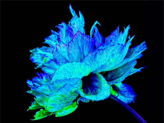 Main image L’Éclat Bleu de la Pivoine Astrale