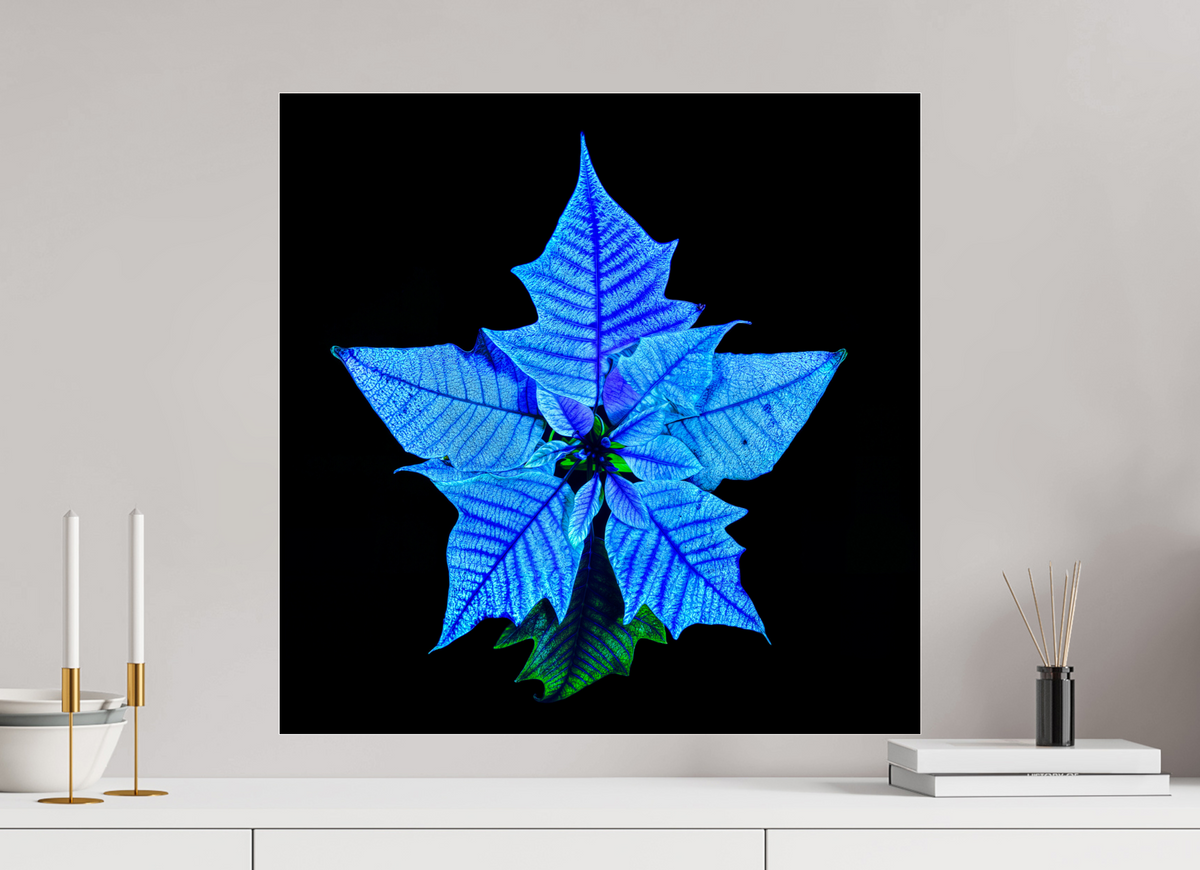 60 x 60 cm, Tirage photo sous Verre acrylique La Fleur Cosmique Qui Murmure Ton Nom