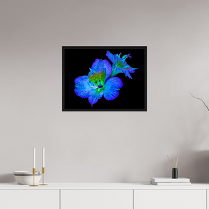 60 x 45 cm, Caisse américaine Noire Alstroemeria des Lueurs Cachées