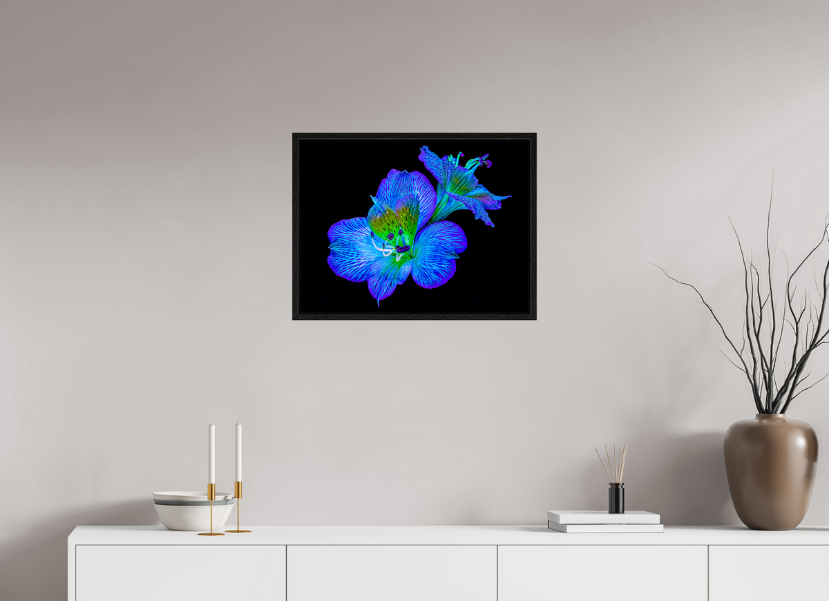 60 x 45 cm, Caisse américaine Noire Alstroemeria des Lueurs Cachées