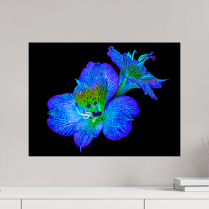 60 x 45 cm, Tirage simple sur papier photo Fuji Crystal Pearl Alstroemeria des Lueurs Cachées