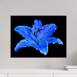 60 x 45 cm, Tirage simple sur papier photo Fuji Crystal Pearl Le Lys Astral