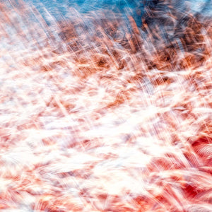 Main image La mer des plumes rouges