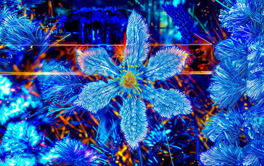 Main image La fleur qui rêvait d’étoiles