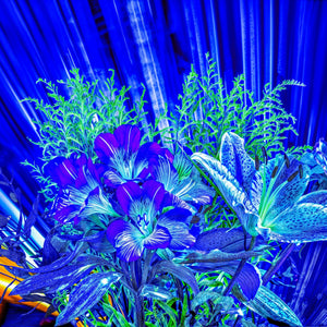 Main image Floraisons dans le vent lumineux