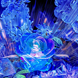 Main image Rose née d’un éclat céleste