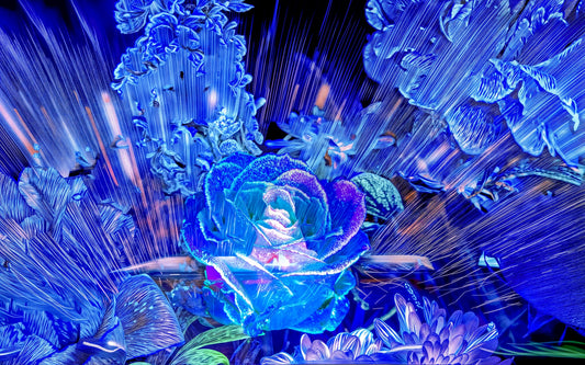 Rose née d’un éclat céleste