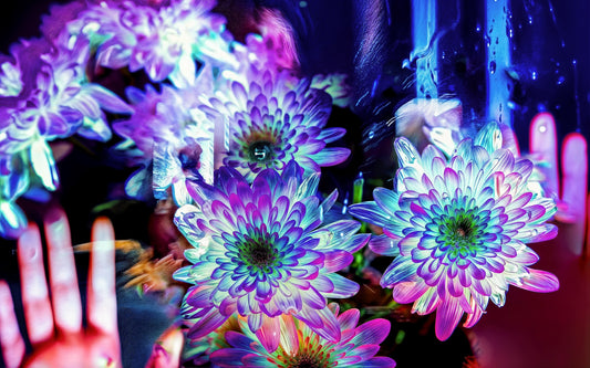 Main image Pétales contre ma peau, lumière contre la tienne