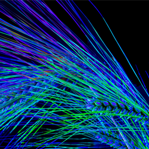 Main image Danse des Épis Électriques