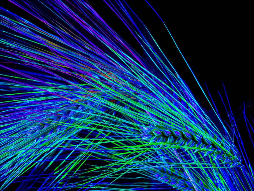 Main image Danse des Épis Électriques