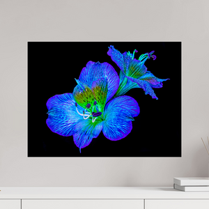 60 x 45 cm, Tirage photo sous Verre acrylique Alstroemeria des Lueurs Cachées
