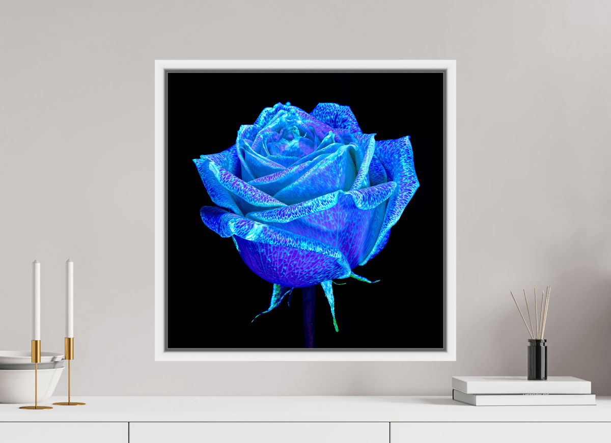 La Rose qui Rêvait le Ciel - Idealart