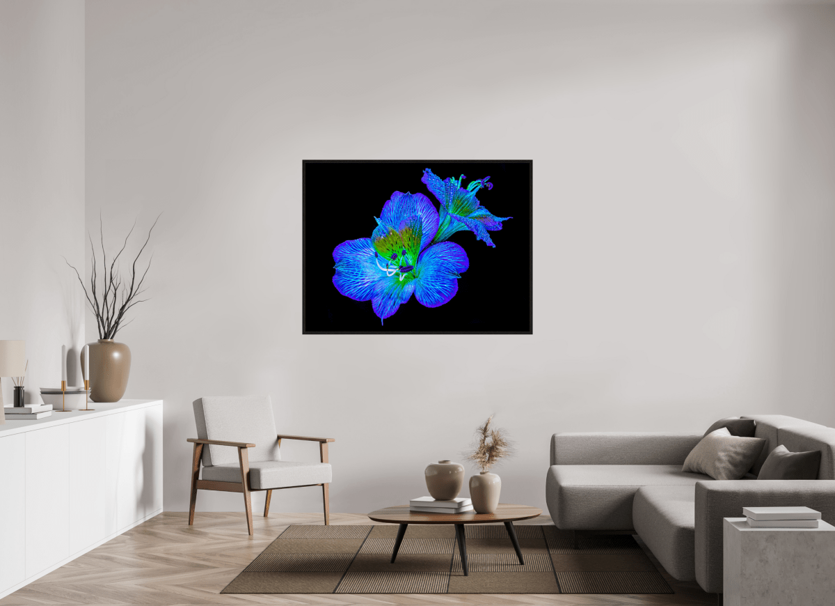 Alstroemeria des Lueurs Cachées - Idealart