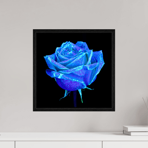 La Rose qui Rêvait le Ciel - Idealart